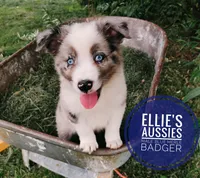 Badger , a male Miniature Australian Shepherd for sale in Kettle Falls, WA – 6 of 10