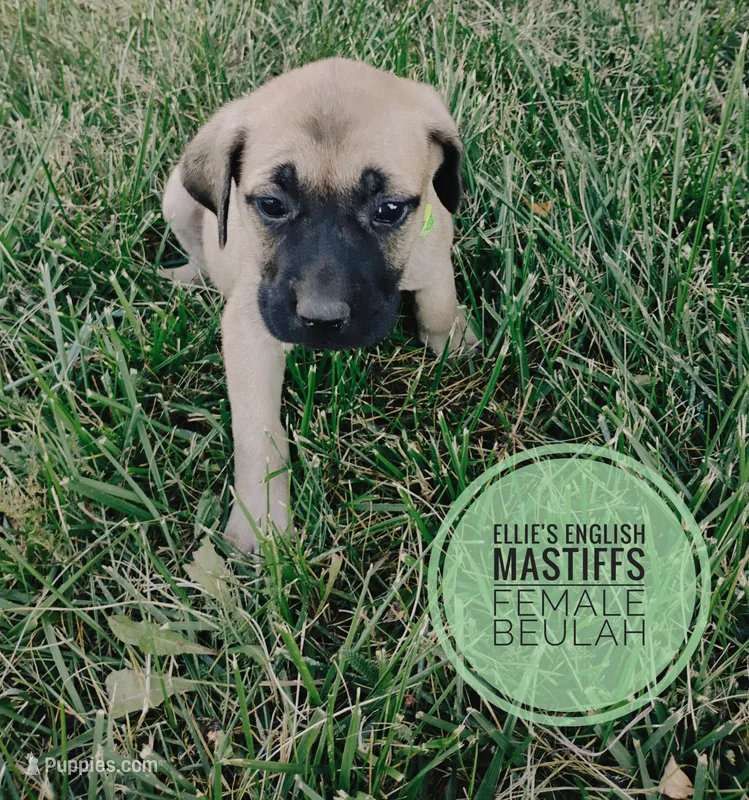 Beulah  – English Mastiff puppy for sale in Kettle Falls, WA