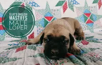 Loper, a male English Mastiff for sale in Kettle Falls, WA – 4 of 9