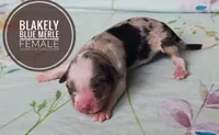 Blakely , a female Miniature Australian Shepherd for sale in Kettle Falls, WA – 2 of 3