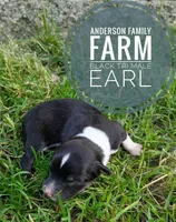 Earl, a male Miniature Australian Shepherd for sale in Kettle Falls, WA – 3 of 3