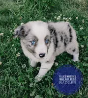 Badger , a male Miniature Australian Shepherd for sale in Kettle Falls, WA – 7 of 10