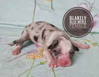 Blakely , a female Miniature Australian Shepherd for sale in Kettle Falls, WA – 1 of 3