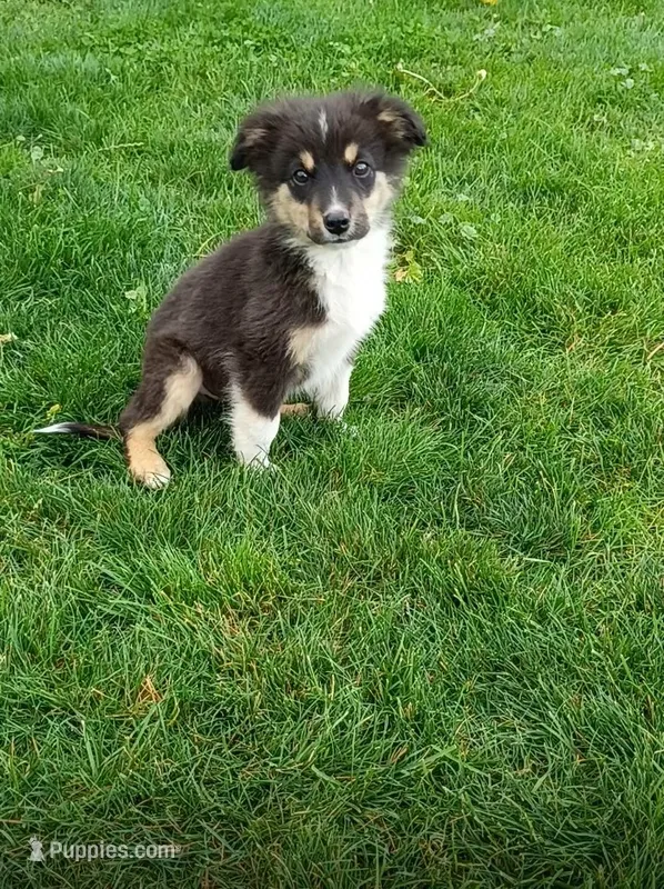 Earl – Miniature Australian Shepherd puppy for sale in Kettle Falls, WA