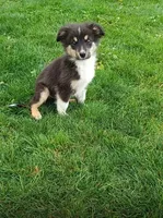 Earl, a male Miniature Australian Shepherd for sale in Kettle Falls, WA – 1 of 9