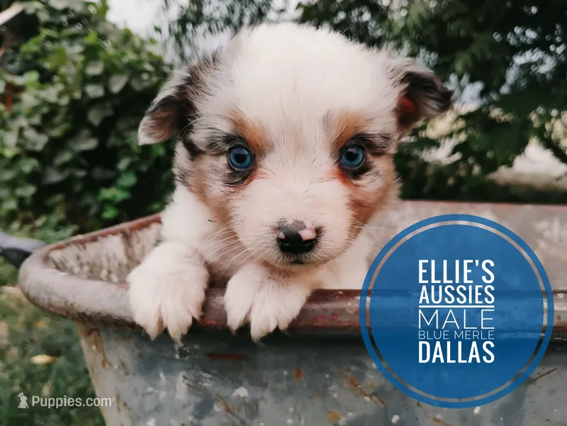Dallas – Miniature Australian Shepherd puppy for sale in Kettle Falls, WA