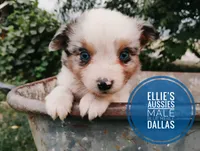 Dallas, a male Miniature Australian Shepherd for sale in Kettle Falls, WA – 1 of 10