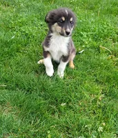 Earl, a male Miniature Australian Shepherd for sale in Kettle Falls, WA – 3 of 9