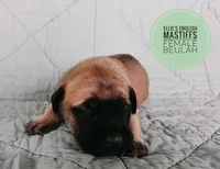 Beulah , a female English Mastiff for sale in Kettle Falls, WA – 2 of 8