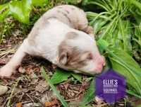 Squirrel , a female Miniature Australian Shepherd for sale in Kettle Falls, WA – 4 of 7