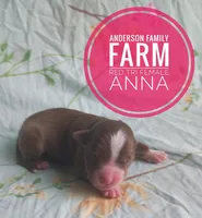 Anna, a female Miniature Australian Shepherd for sale in Kettle Falls, WA – 3 of 3