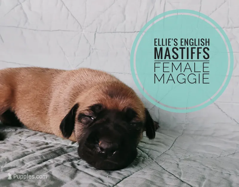 Maggie  – English Mastiff puppy for sale in Kettle Falls, WA