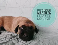 Maggie , a female English Mastiff for sale in Kettle Falls, WA – 1 of 8
