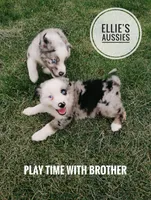 Possum , a male Miniature Australian Shepherd for sale in Kettle Falls, WA – 10 of 10