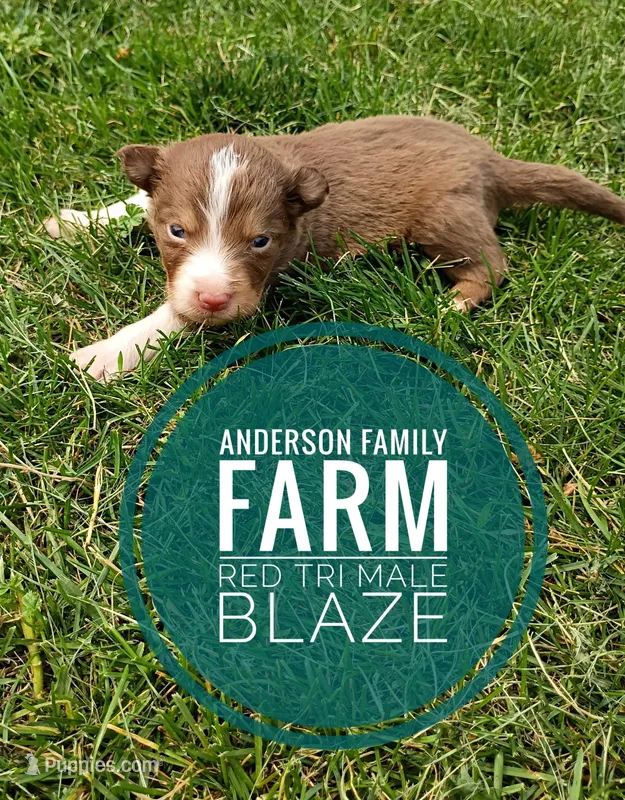 Blaze – Miniature Australian Shepherd puppy for sale in Kettle Falls, WA