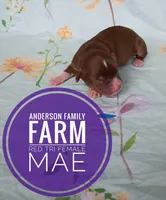 Mae, a female Miniature Australian Shepherd for sale in Kettle Falls, WA – 2 of 3