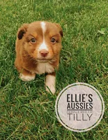 Tilly , a female Miniature Australian Shepherd for sale in Kettle Falls, WA – 4 of 5