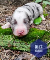 Badger , a male Miniature Australian Shepherd for sale in Kettle Falls, WA – 1 of 6