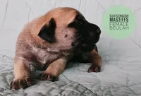 Beulah , a female English Mastiff for sale in Kettle Falls, WA – 6 of 8