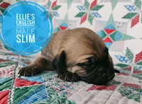 Slim, a male English Mastiff for sale in Kettle Falls, WA – 2 of 9