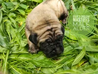 Sheila , a  English Mastiff for sale in Kettle Falls, WA – 4 of 10