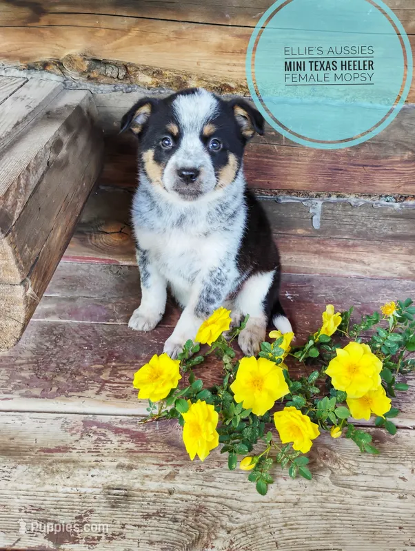 Mopsy  – Australian Cattle Dog, Miniature Australian Shepherd puppy for sale in Kettle Falls, WA