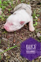 Squirrel , a female Miniature Australian Shepherd for sale in Kettle Falls, WA – 3 of 7