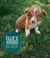 Blaze, a male Miniature Australian Shepherd for sale in Kettle Falls, WA – 4 of 10