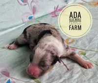 Ada, a female Miniature Australian Shepherd for sale in Kettle Falls, WA – 3 of 3