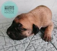 Maggie , a female English Mastiff for sale in Kettle Falls, WA – 4 of 8