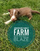 Blaze, a male Miniature Australian Shepherd for sale in Kettle Falls, WA – 7 of 7