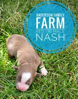 Nash, a male Miniature Australian Shepherd for sale in Kettle Falls, WA – 3 of 3