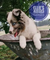 Badger , a male Miniature Australian Shepherd for sale in Kettle Falls, WA – 8 of 10