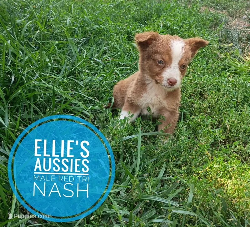 Nash – Miniature Australian Shepherd puppy for sale in Kettle Falls, WA