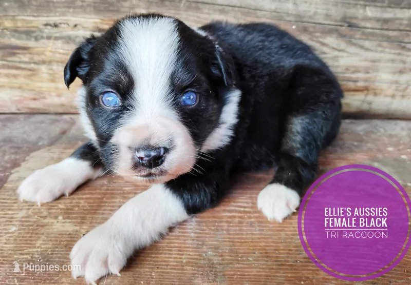 Raccoon – Miniature Australian Shepherd puppy for sale in Kettle Falls, WA