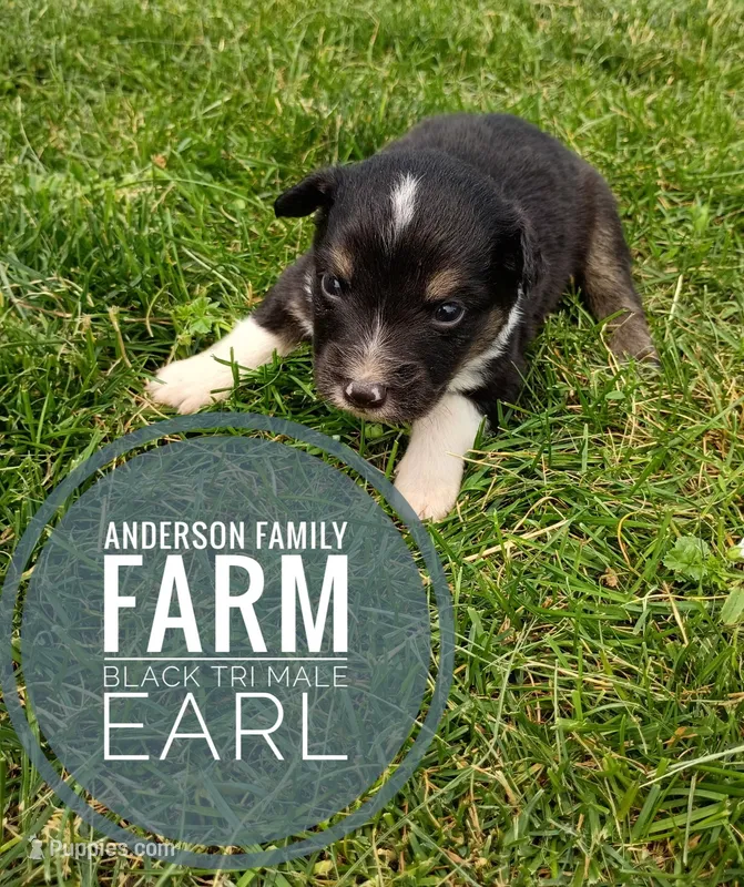 Earl – Miniature Australian Shepherd puppy for sale in Kettle Falls, WA