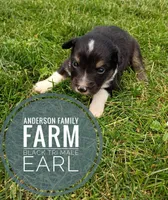 Earl, a male Miniature Australian Shepherd for sale in Kettle Falls, WA – 1 of 6