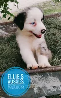 Possum , a male Miniature Australian Shepherd for sale in Kettle Falls, WA – 7 of 10