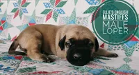 Loper, a male English Mastiff for sale in Kettle Falls, WA – 5 of 9