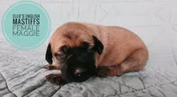 Maggie , a female English Mastiff for sale in Kettle Falls, WA – 3 of 8