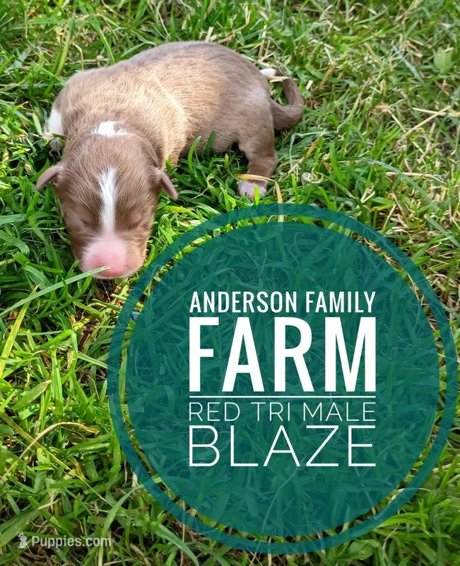 Blaze – Miniature Australian Shepherd puppy for sale in Kettle Falls, WA