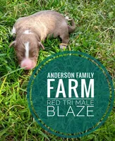 Blaze, a male Miniature Australian Shepherd for sale in Kettle Falls, WA – 1 of 3