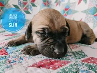Slim, a male English Mastiff for sale in Kettle Falls, WA – 7 of 9