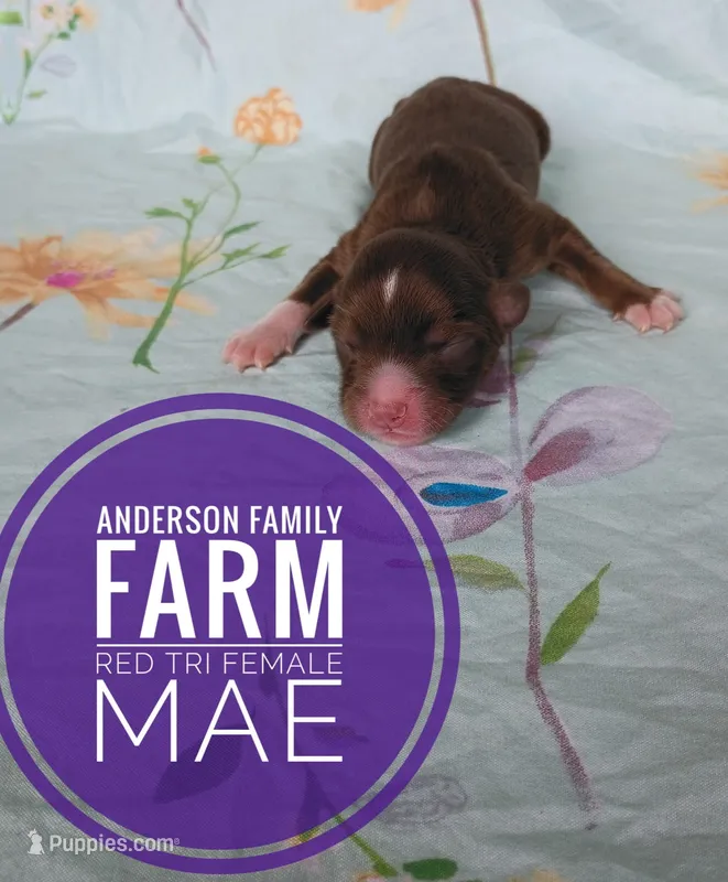 Mae – Miniature Australian Shepherd puppy for sale in Kettle Falls, WA