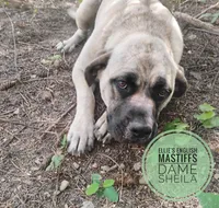 Sheila , a  English Mastiff for sale in Kettle Falls, WA – 10 of 10