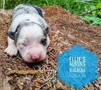 Possum , a male Miniature Australian Shepherd for sale in Kettle Falls, WA – 7 of 7