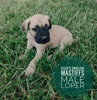 Loper, a male English Mastiff for sale in Kettle Falls, WA – 7 of 10