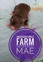 Mae, a female Miniature Australian Shepherd for sale in Kettle Falls, WA – 3 of 3