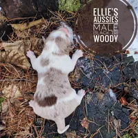 Woody , a male Miniature Australian Shepherd for sale in Kettle Falls, WA – Photo 3 of 4