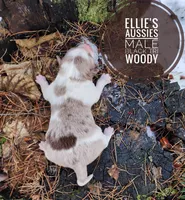 Woody , a male Miniature Australian Shepherd for sale in Kettle Falls, WA – Photo 3 of 4